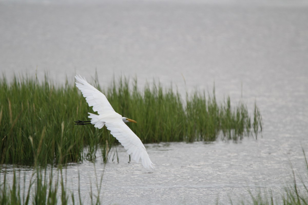 Great Egret - ML623727353