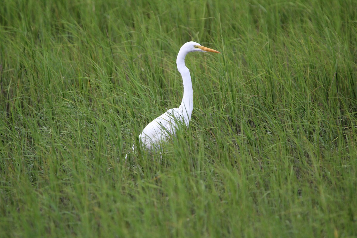 Great Egret - ML623727354