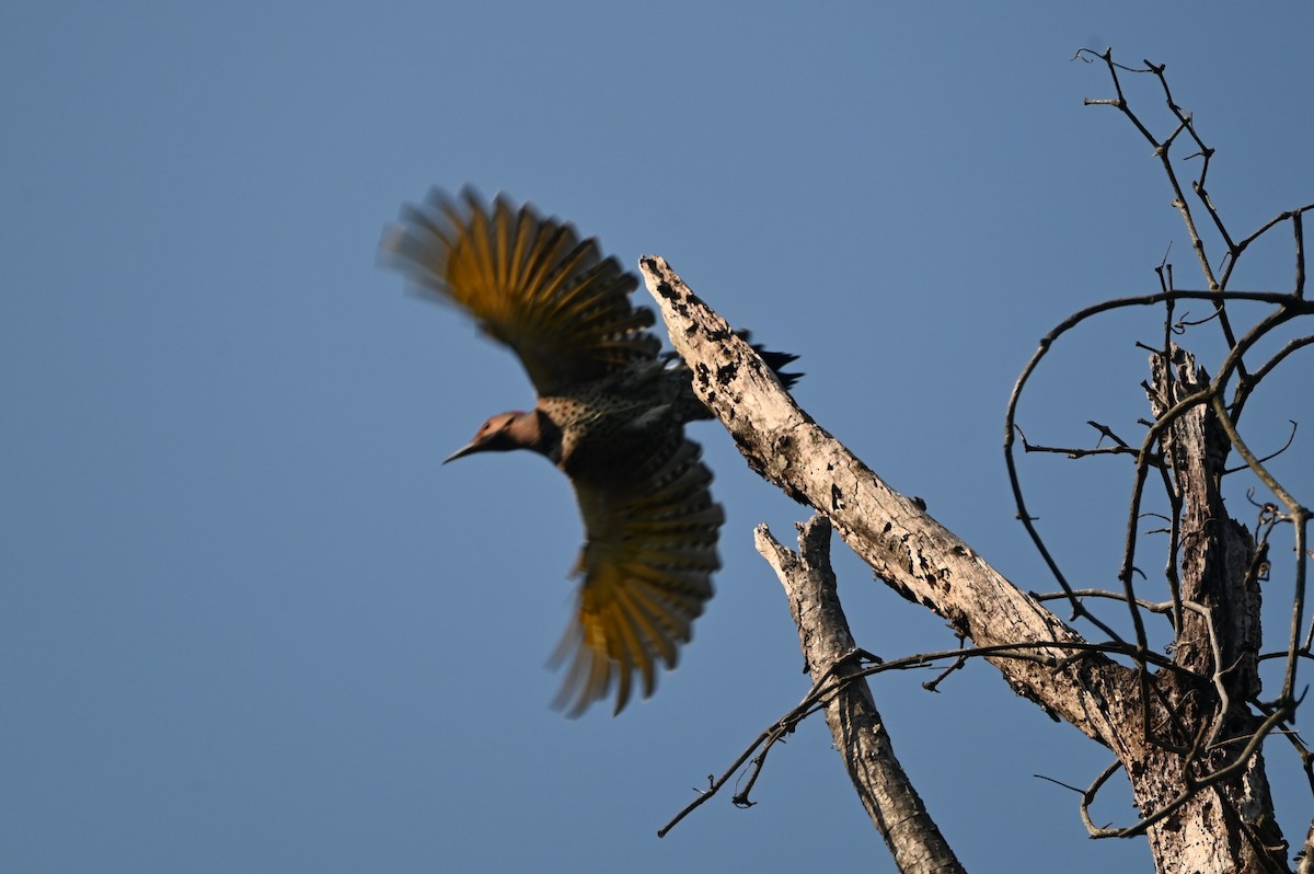 Northern Flicker - ML623727358