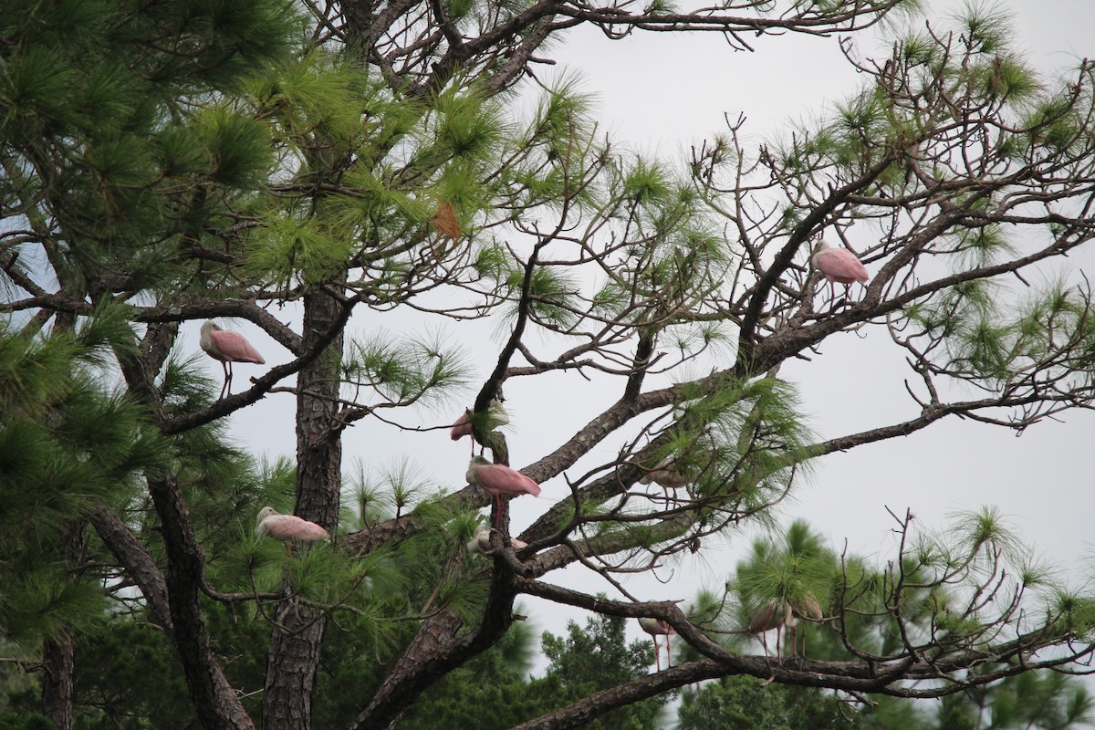 Roseate Spoonbill - ML623727359