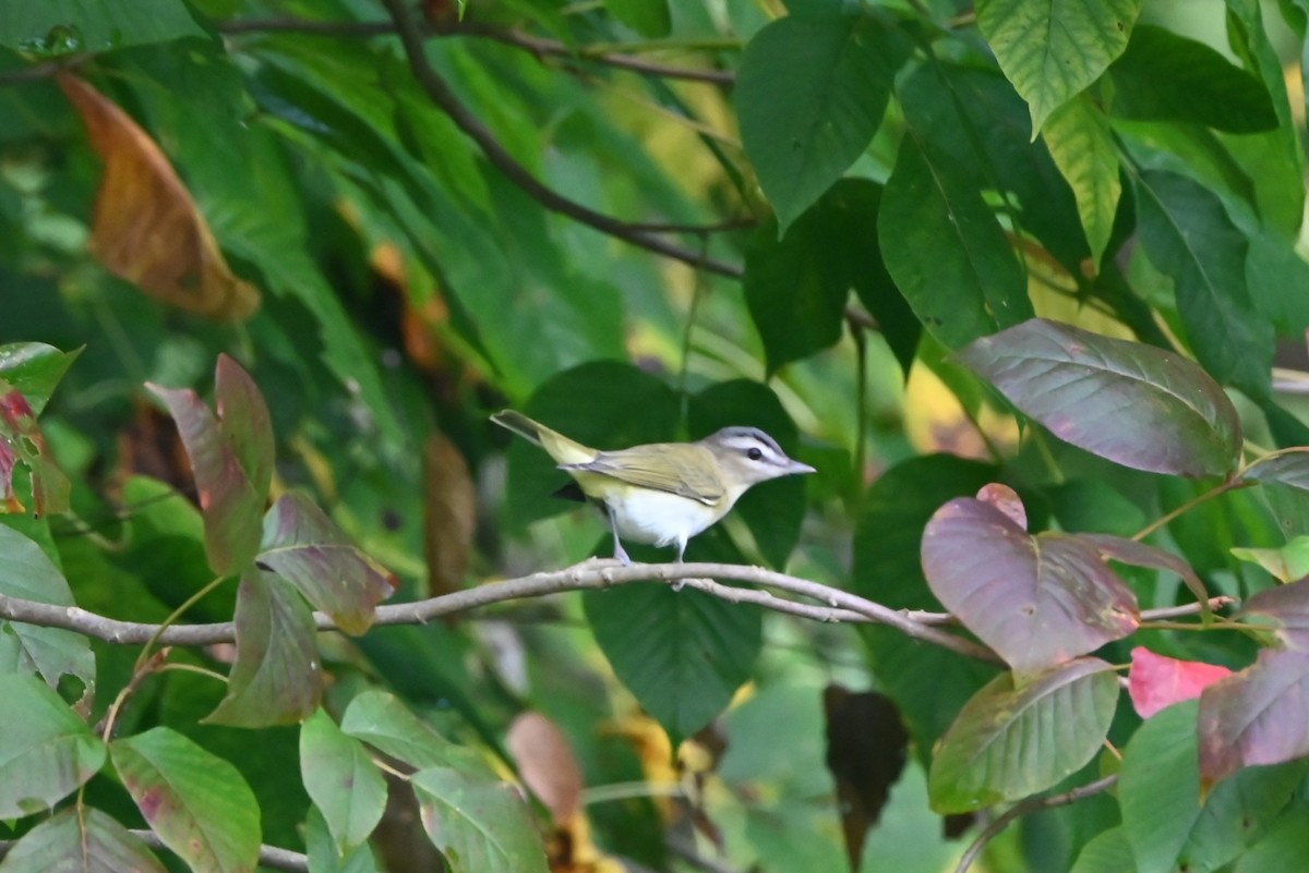 Kızıl Gözlü Vireo - ML623727365