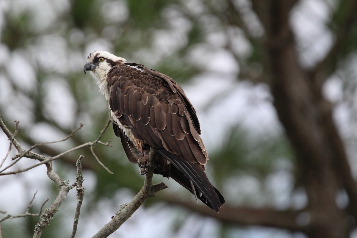 Osprey - ML623727368