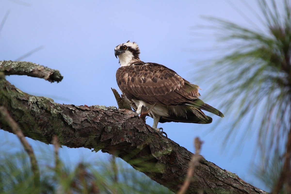 Osprey - ML623727369