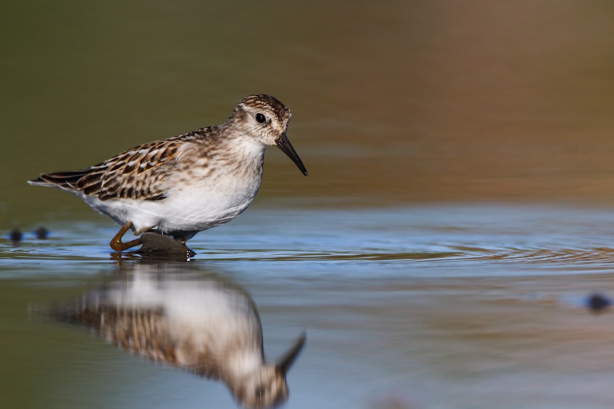 Least Sandpiper - ML623727375