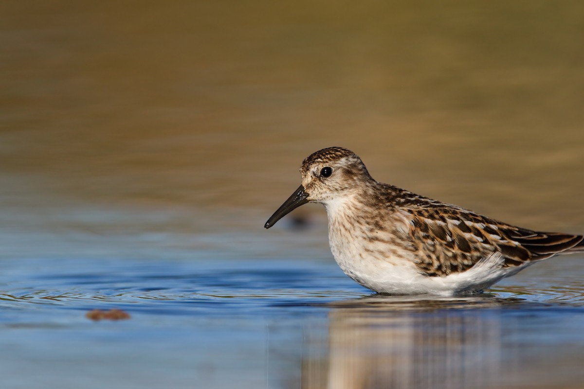 Least Sandpiper - ML623727378