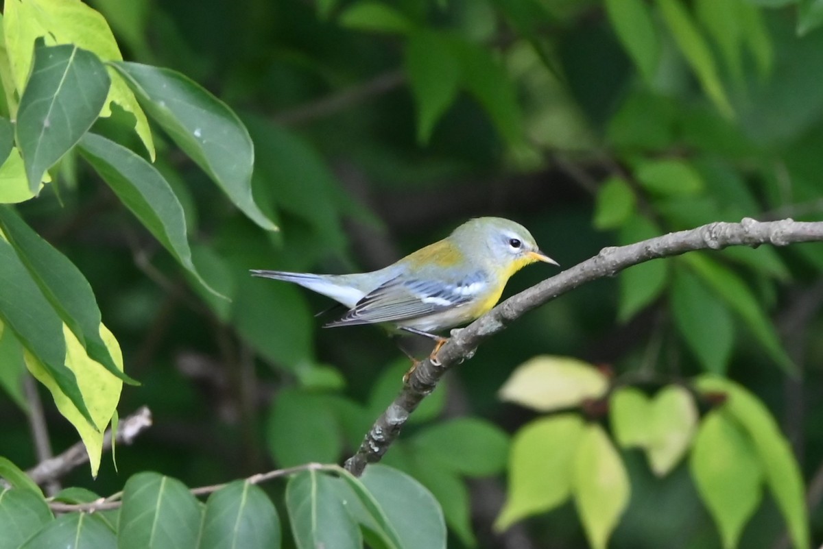 Northern Parula - ML623727383