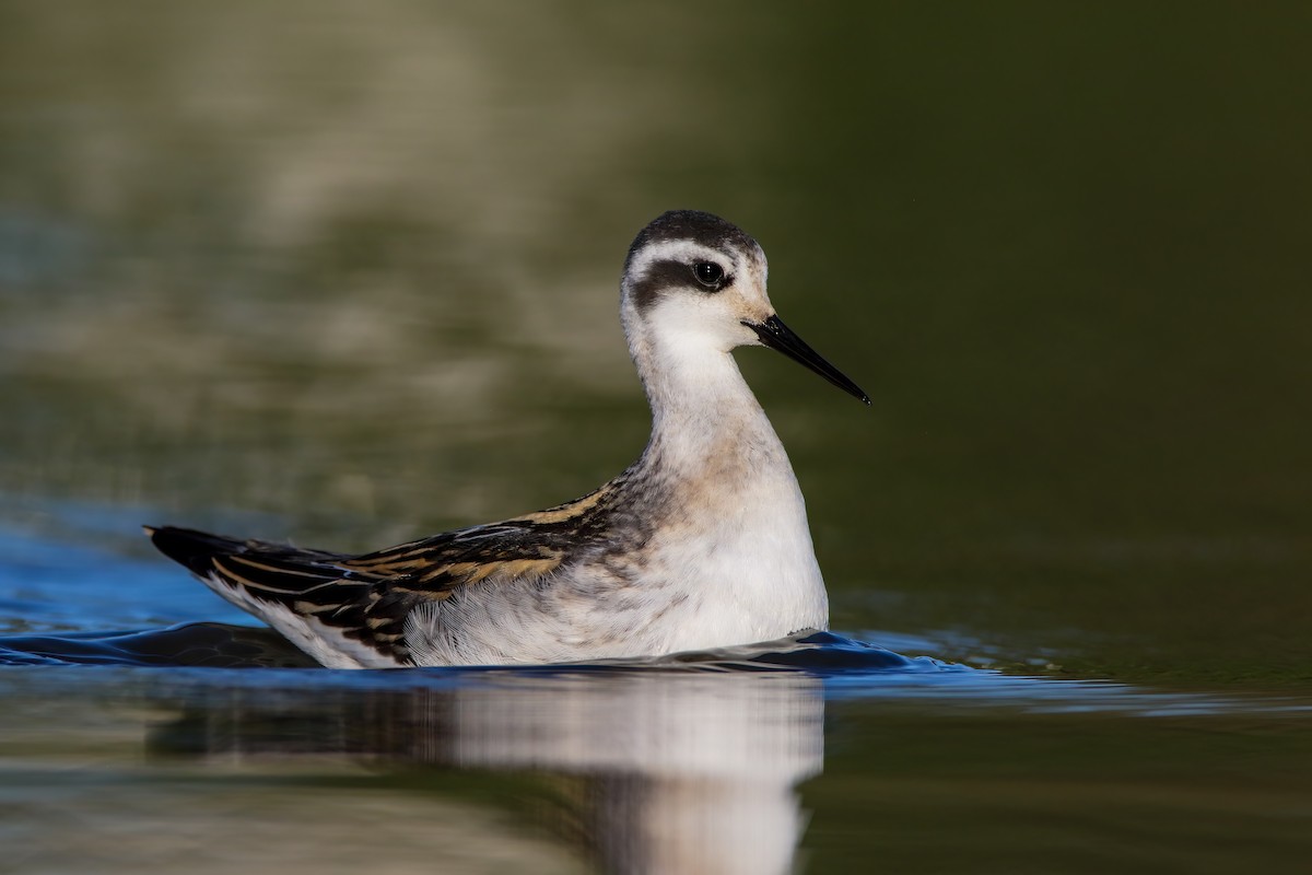 Red-necked Phalarope - ML623727388