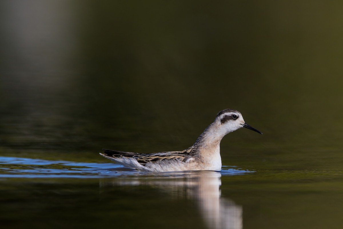 Phalarope à bec étroit - ML623727390