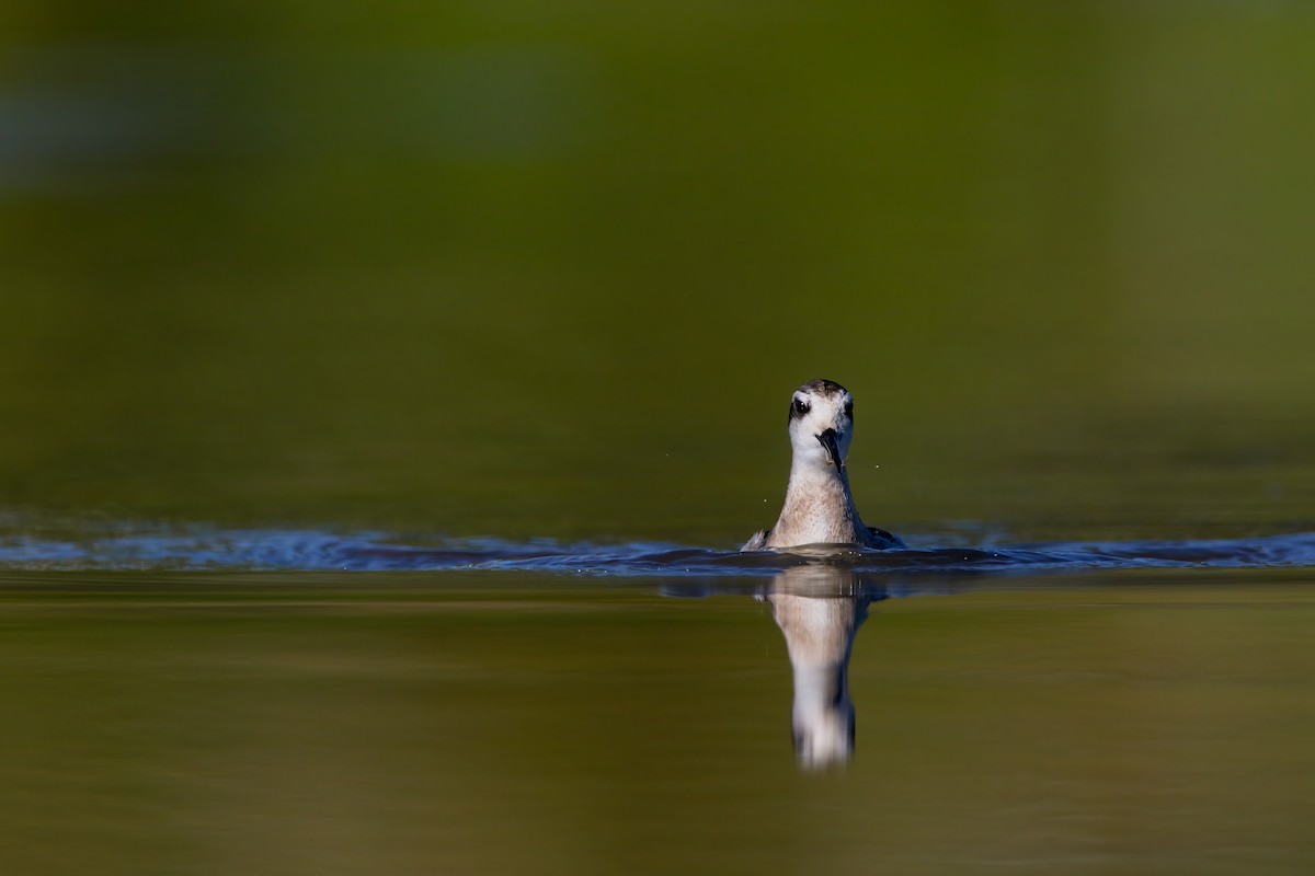 Phalarope à bec étroit - ML623727392