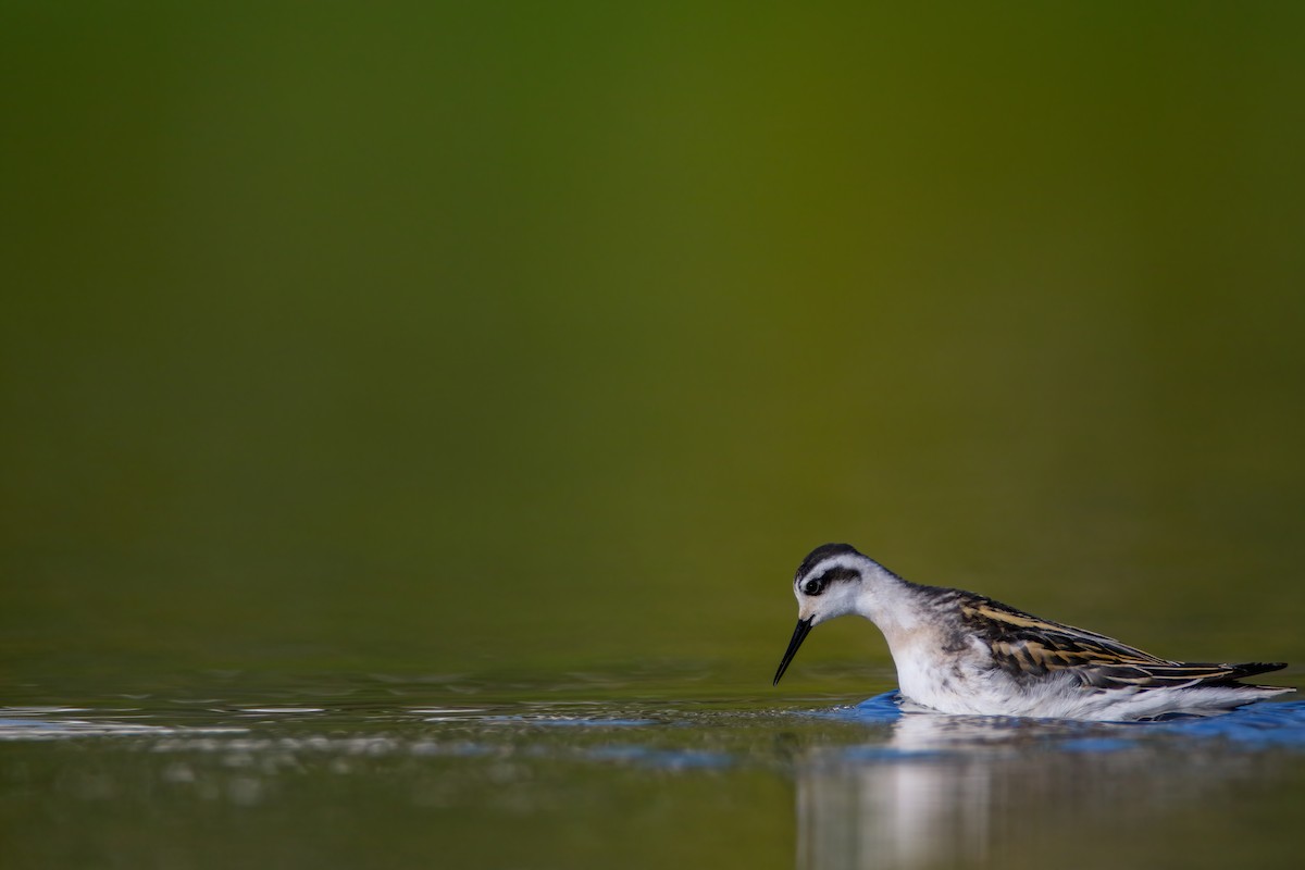 Phalarope à bec étroit - ML623727393