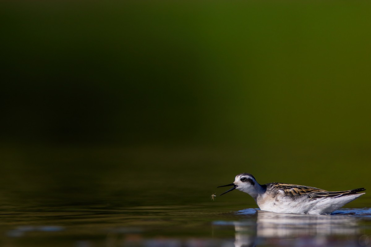 Phalarope à bec étroit - ML623727394