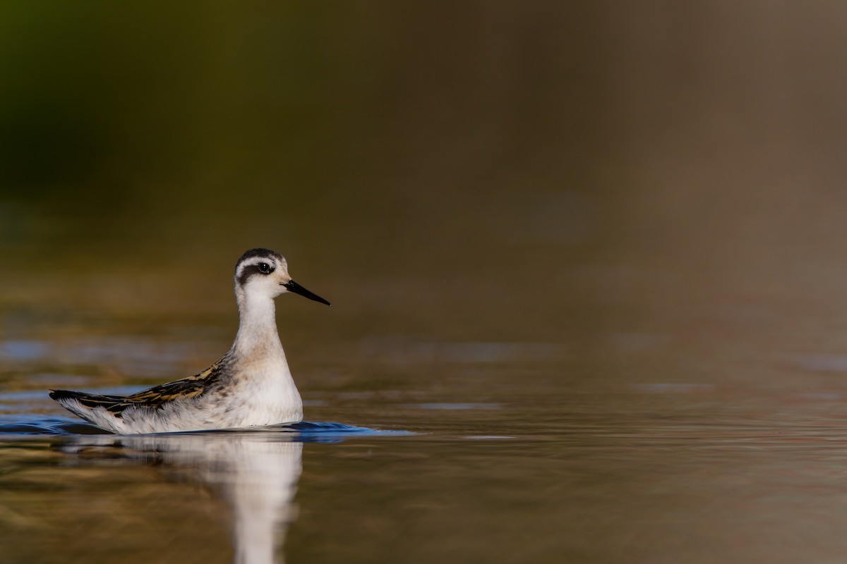 Red-necked Phalarope - ML623727398