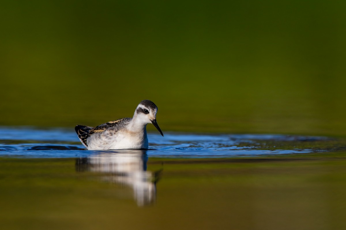 Phalarope à bec étroit - ML623727399