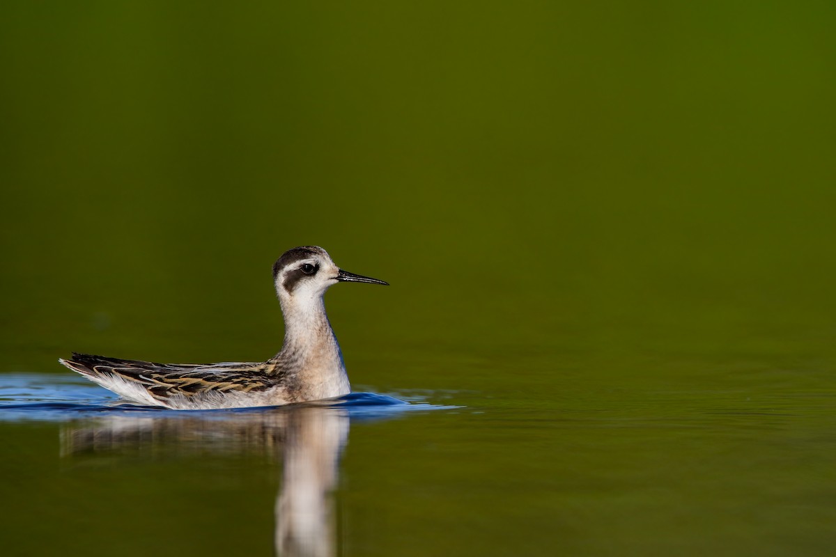 Red-necked Phalarope - ML623727400