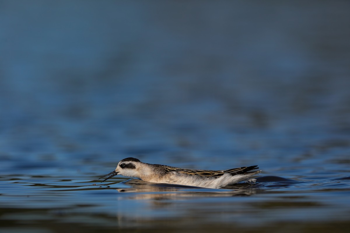 Phalarope à bec étroit - ML623727404