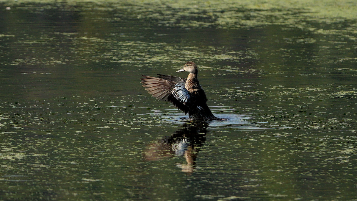 Blue-winged Teal - ML623727427