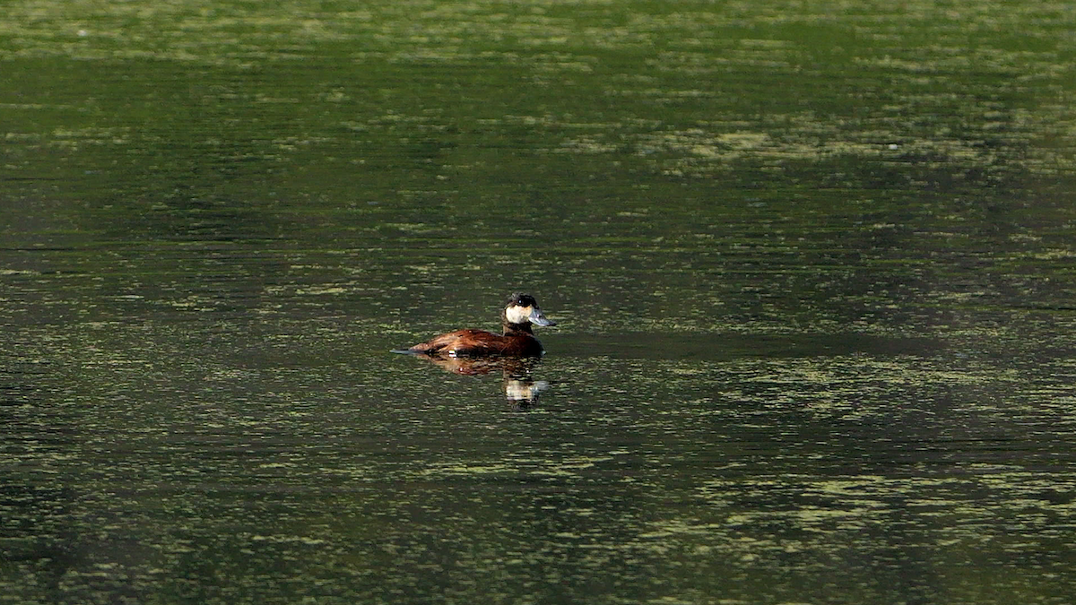 Ruddy Duck - ML623727429