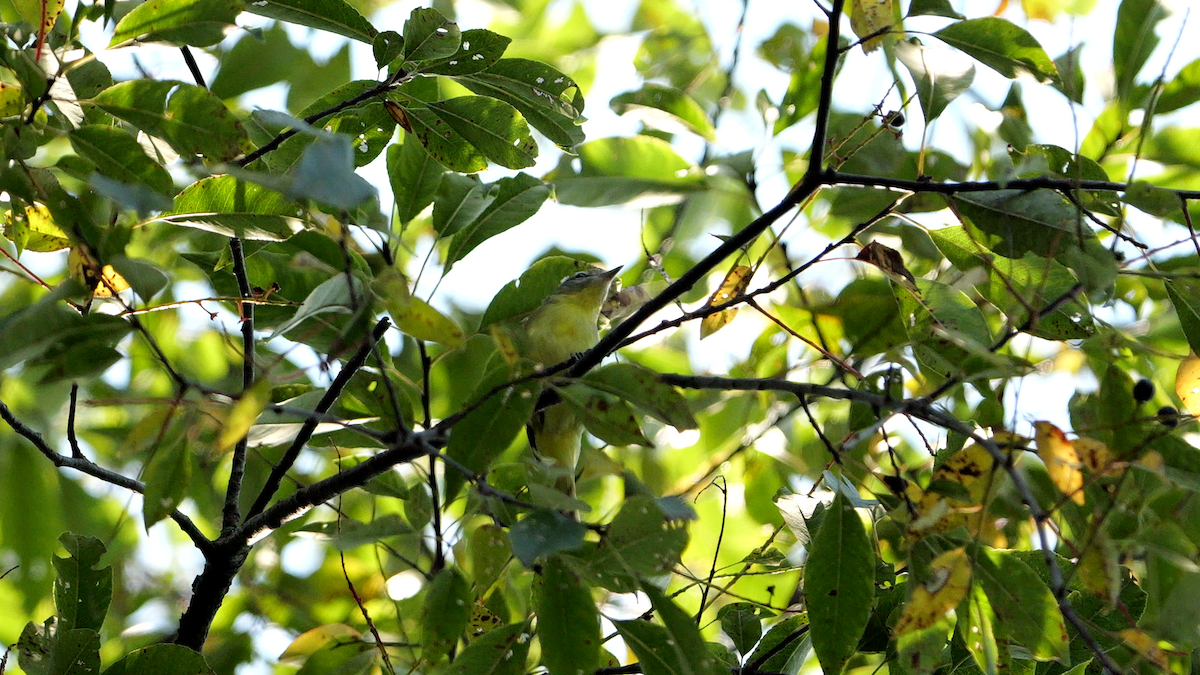 Philadelphia Vireo - ML623727455