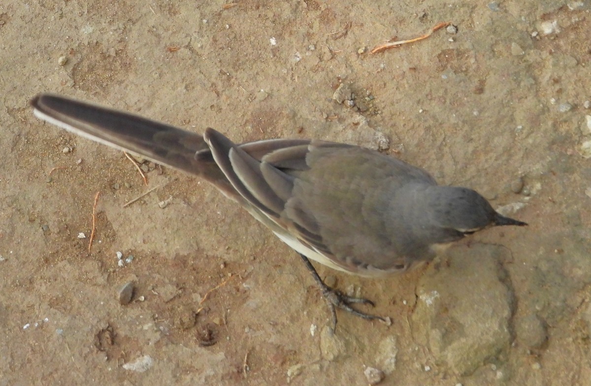 Cape Wagtail - ML623727478