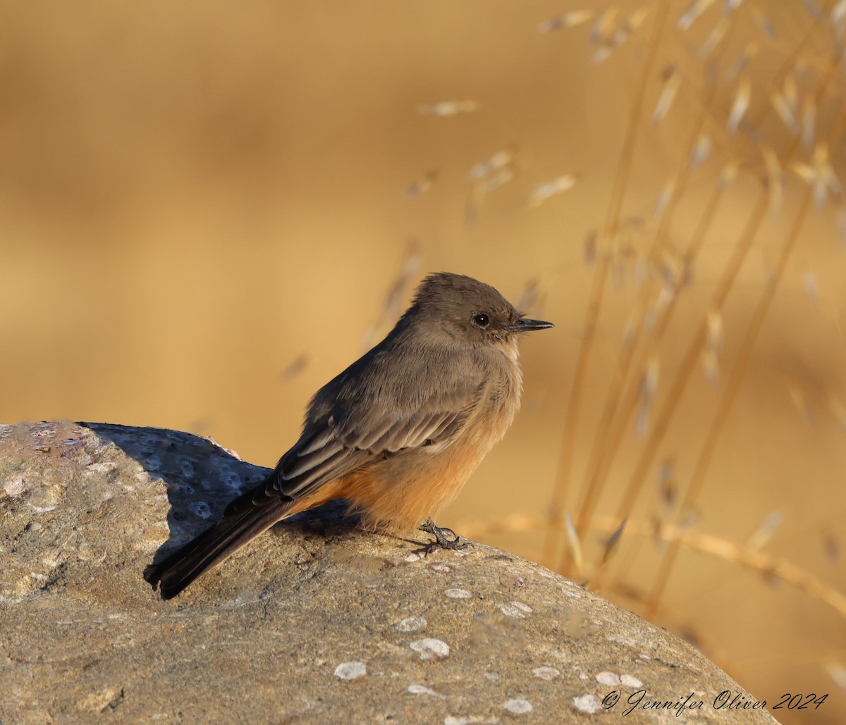 Say's Phoebe - ML623727497