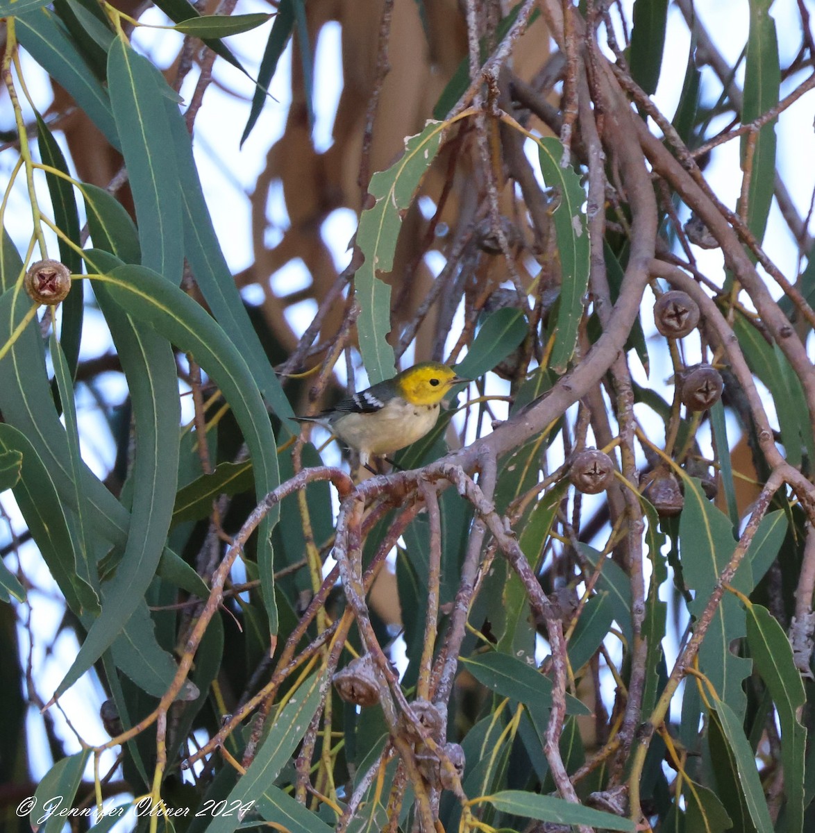 Hermit Warbler - ML623727502