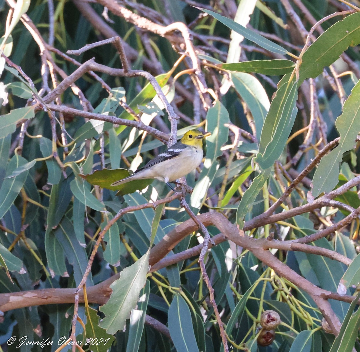 Hermit Warbler - ML623727503