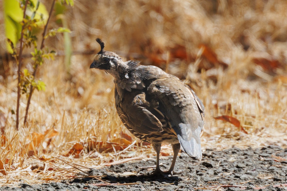 California Quail - ML623727547