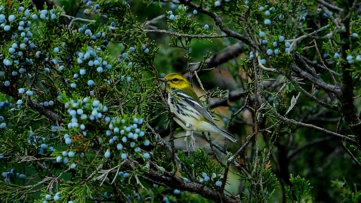 Black-throated Green Warbler - ML623727549