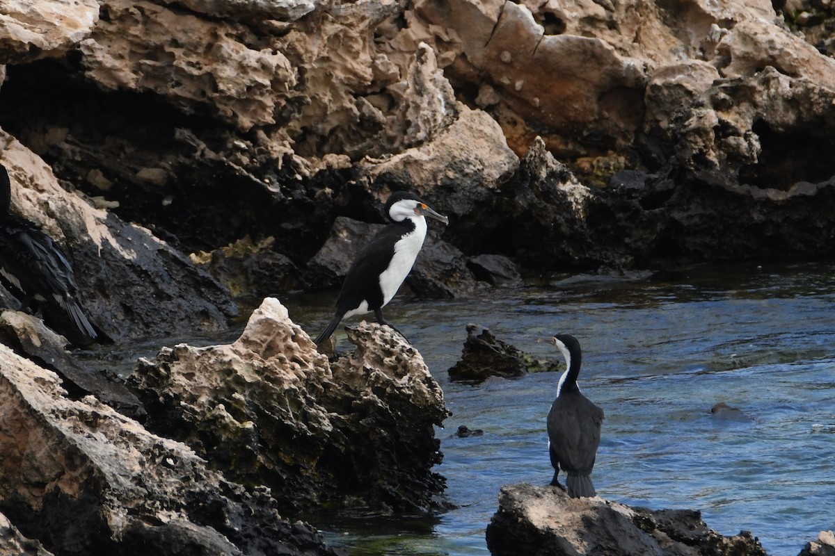 Pied Cormorant - ML623727560