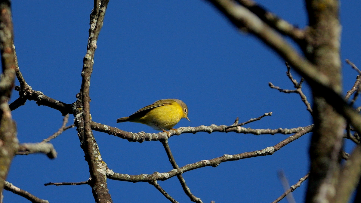 Nashville Warbler (ruficapilla) - ML623727579