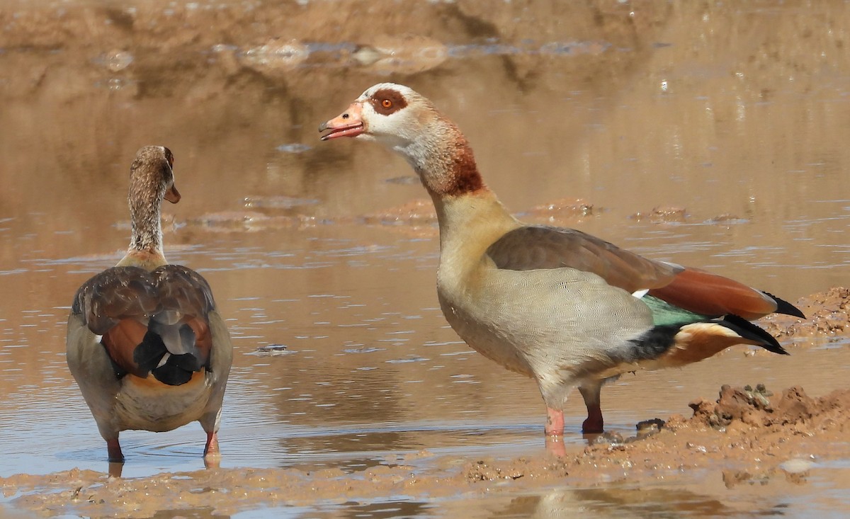 Egyptian Goose - ML623727589