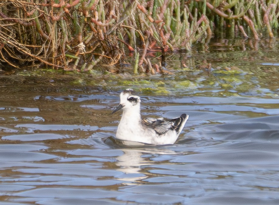 Red-necked Phalarope - ML623727600