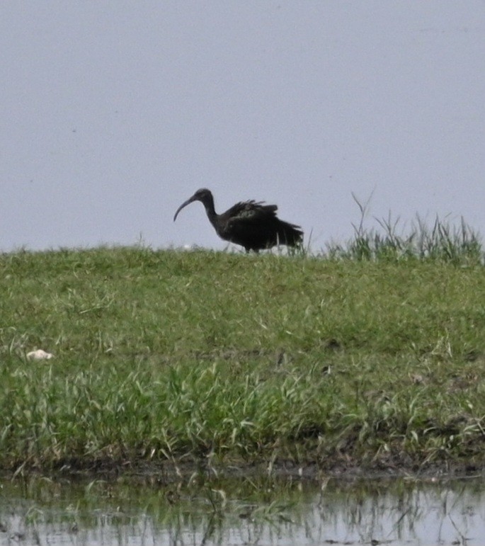 White-faced Ibis - Jim McDaniel