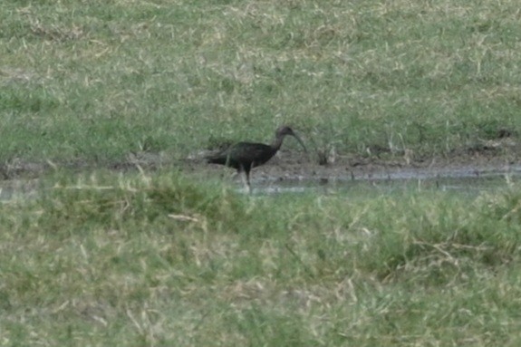 White-faced Ibis - ML623727603