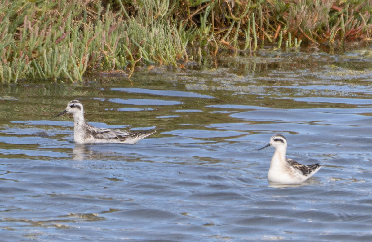 Red-necked Phalarope - ML623727610