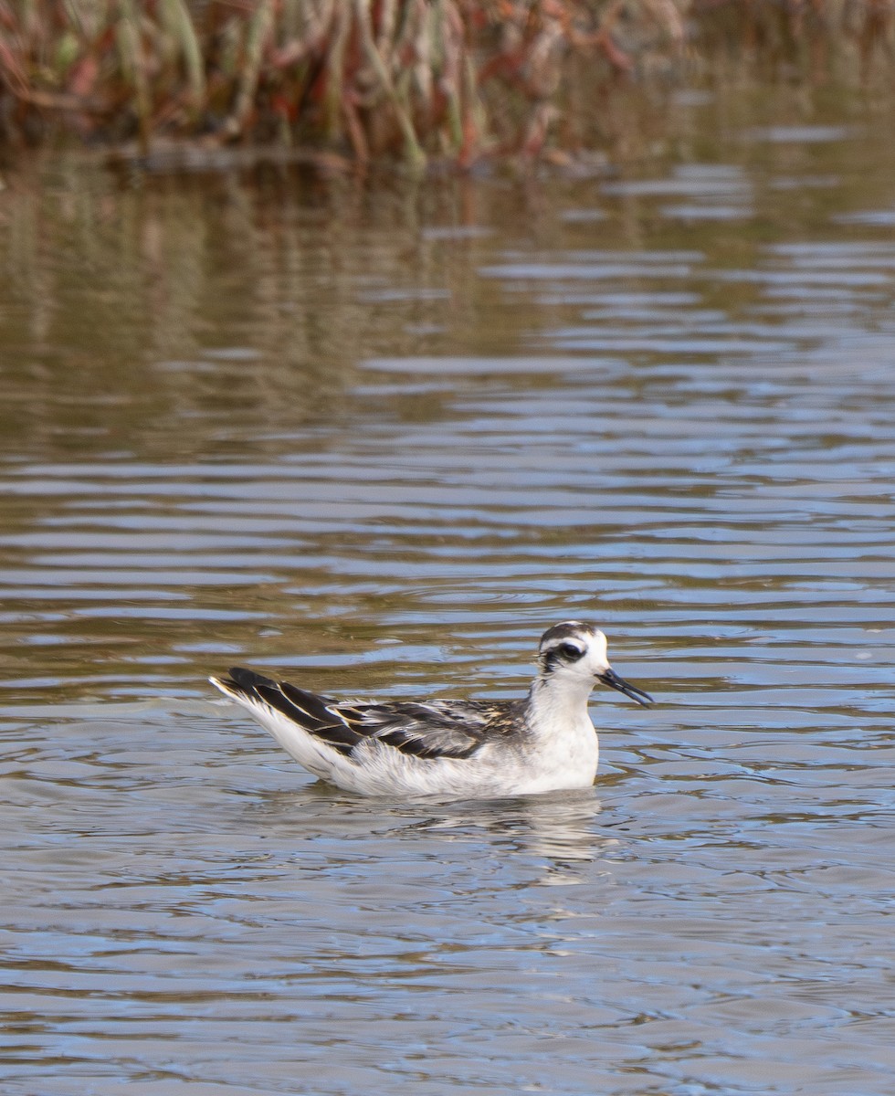 Red-necked Phalarope - ML623727624