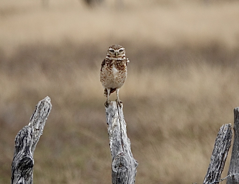 Burrowing Owl (grallaria) - ML623727632