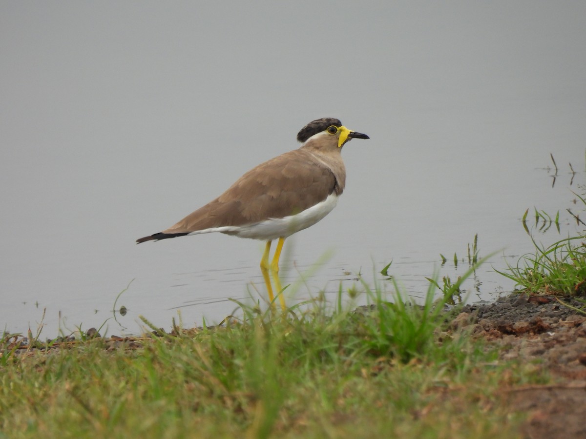 Yellow-wattled Lapwing - ML623727658