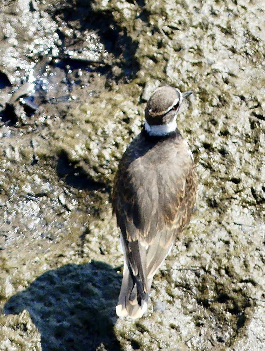 Killdeer - ML623727663