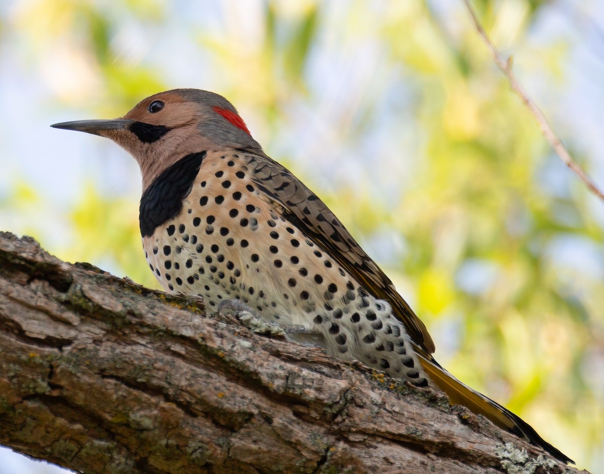 Northern Flicker - ML623727670