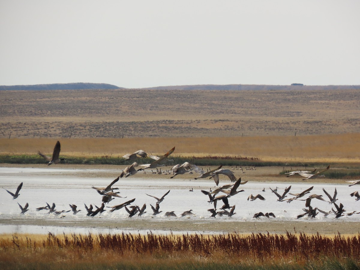 Sandhill Crane - ML623727674