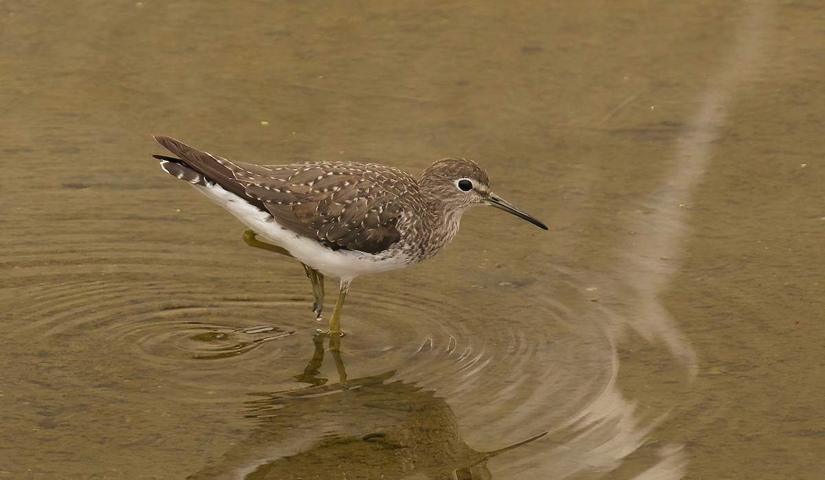 Solitary Sandpiper - ML623727675