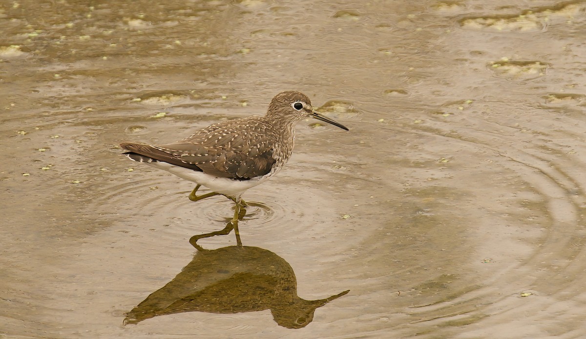 Solitary Sandpiper - ML623727676