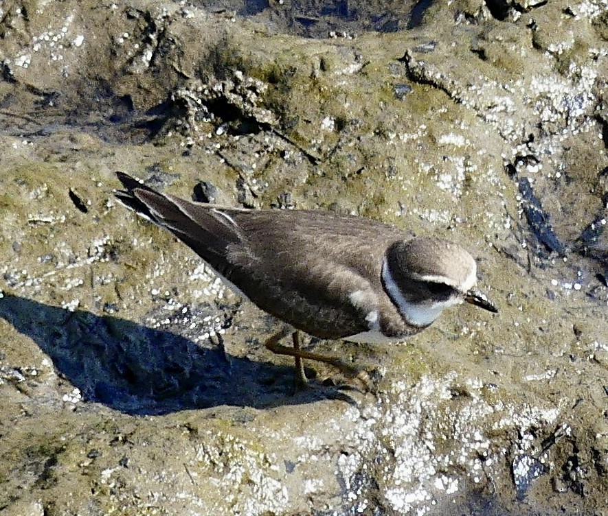 Semipalmated Plover - ML623727685