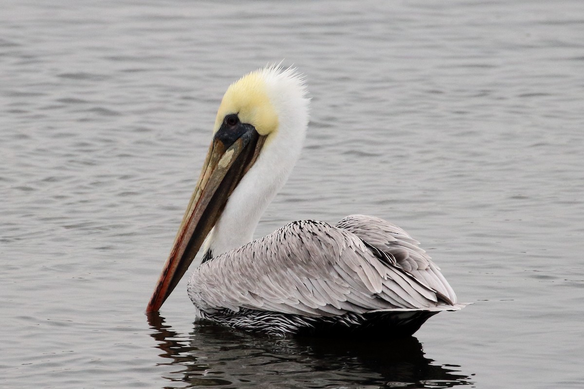 Brown Pelican - Jeffrey Fenwick