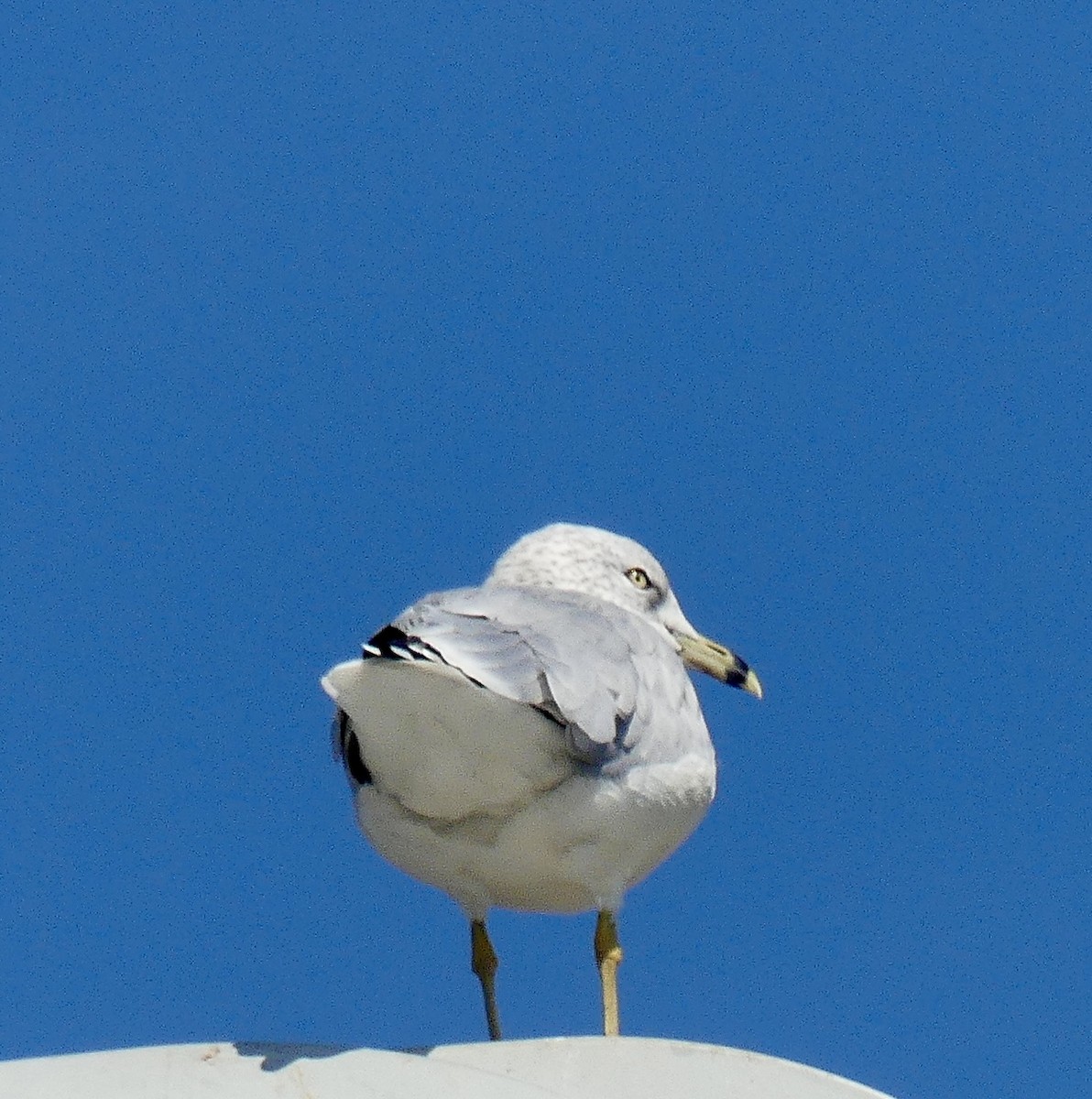 Ring-billed Gull - ML623727720