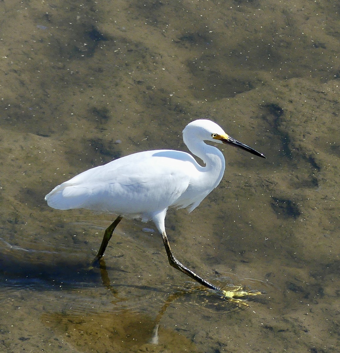 Snowy Egret - ML623727737