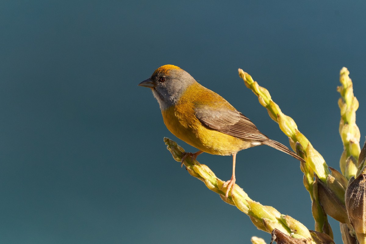 Patagonian Sierra Finch - ML623727758