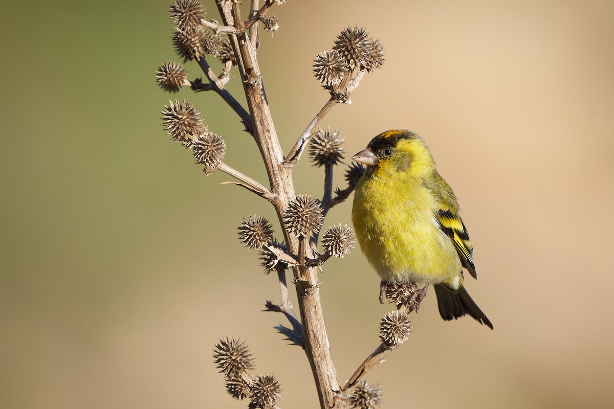 Black-chinned Siskin - ML623727761