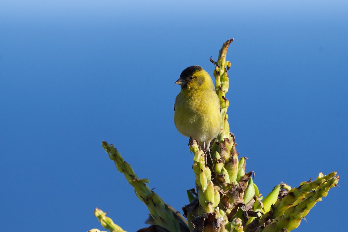 Black-chinned Siskin - ML623727765